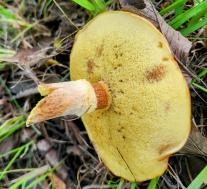 Маслёнок лиственничный