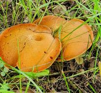 Маслёнок лиственничный