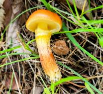 Маслёнок лиственничный