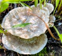 Бьеркандера опалённая