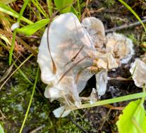 Бьеркандера опалённая