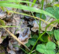 Бьеркандера опалённая