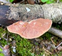 Hapalopilus rutilans