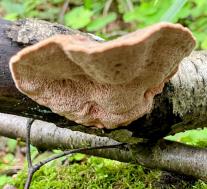 Hapalopilus rutilans