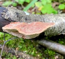 Hapalopilus rutilans