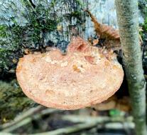 Hapalopilus rutilans