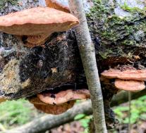 Hapalopilus rutilans