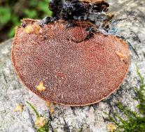 Hapalopilus rutilans