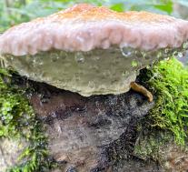 Трутовик окаймленный