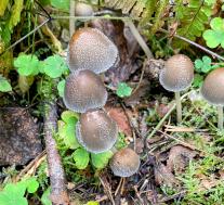 Навозник серый