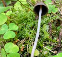 Навозник серый