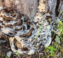 Бьеркандера опалённая