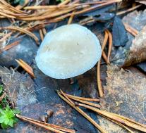 Говорушка благоухающая