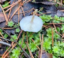 Говорушка благоухающая