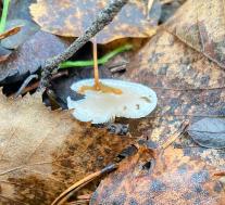 Говорушка благоухающая