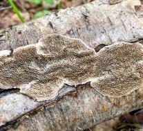 Датрония мягкая