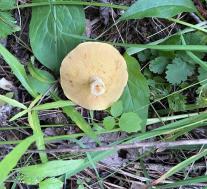 Маслёнок зернистый