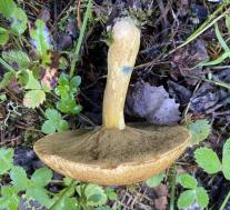 Suillus variegatus