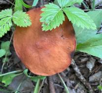 Маслёнок зернистый