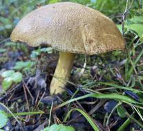 Suillus variegatus
