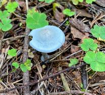 Говорушка пахучая