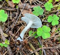 Говорушка пахучая