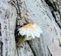 Pholiota populnea