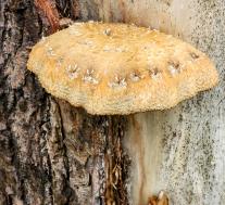 Pholiota populnea
