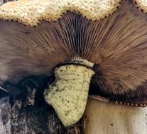 Pholiota populnea