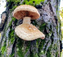 Pholiota populnea