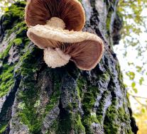 Pholiota populnea