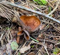 Otidea mirabilis