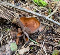 Otidea mirabilis