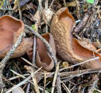 Otidea mirabilis