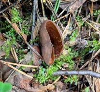 Otidea mirabilis