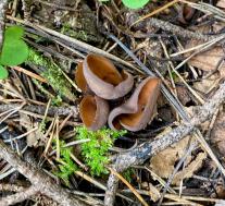 Otidea mirabilis