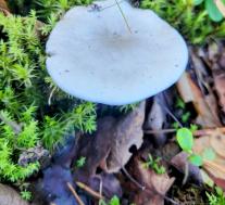 Clitopilus