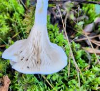 Clitopilus