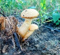Neolentinus lepideus