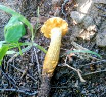 Neolentinus lepideus
