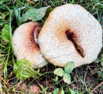 Neolentinus lepideus