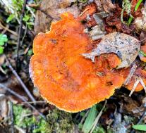 Pycnoporellus fulgens