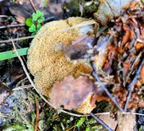 Pycnoporellus fulgens