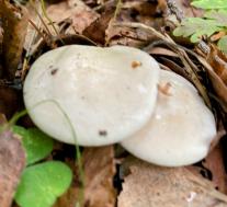 Clitopilus