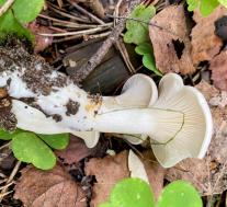 Clitopilus