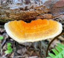 Pycnoporellus fulgens