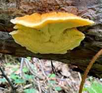 Pycnoporellus fulgens