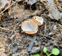 Humaria hemisphaerica