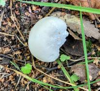 Clitopilus