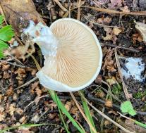 Clitopilus